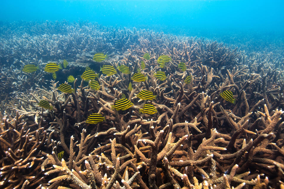 Coral off the Keppel Group of islands in the Southern Great Barrier Reef, in Feb. 2016. | Gary Farr —Greenpeace