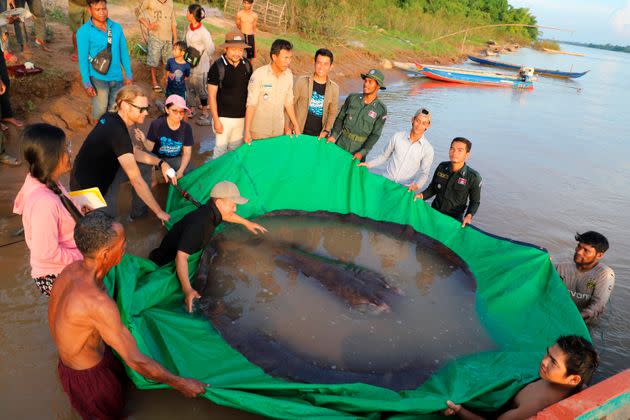 The stingray weighed about 660 pounds. (Photo: via Associated Press)