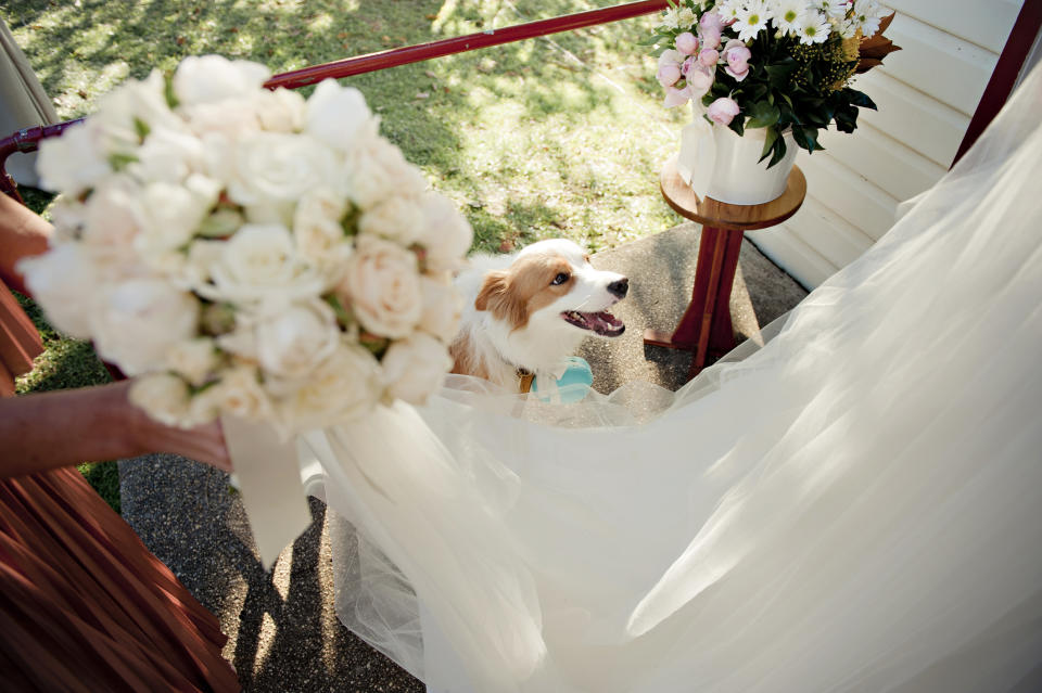 An ihrem Hochzeitstag möchte eine Braut auch ihrem Hund einen besonderen Auftritt garantieren. (Symbolbild: Getty Images)