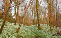 <p>During autumn in Dumfries, Scotland, a blanket of white wildflowers covers the forest floor.</p>