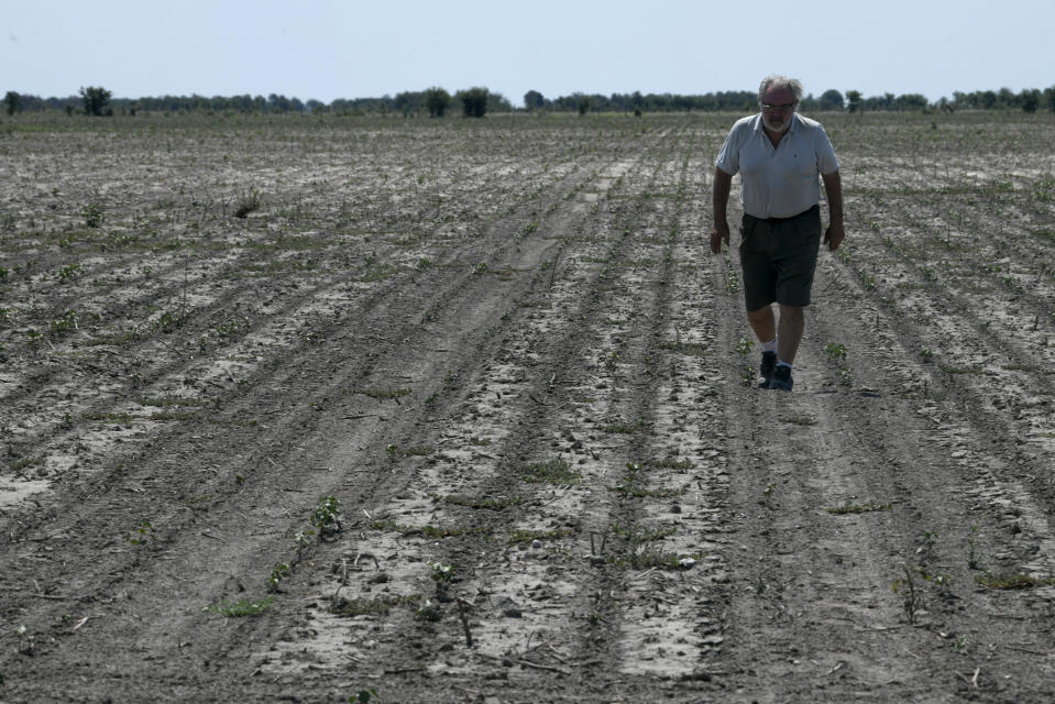 FILE - Pablo Giailevra walks on his stunted cotton field during an ongoing drought in Tostado, Santa Fe province, Argentina, Jan. 18, 2023. Climate change isn’t causing the multi-year drought that is devastating parts of Argentina, Uruguay, Brazil and Bolivia, but warming is worsening some of the dry spell’s impacts, a new study says. (AP Photo/Gustavo Garello, File)