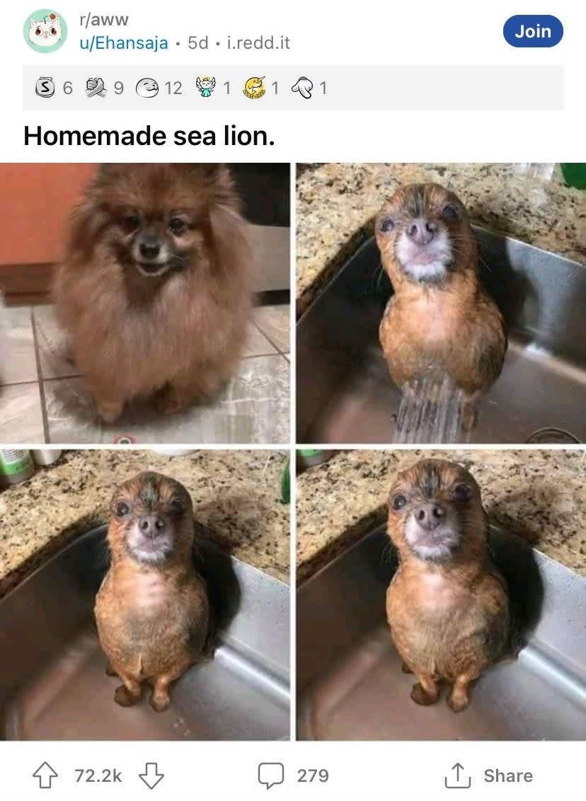 A dog before and after having water sprayed on it, making it look like a sea lion