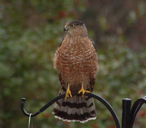 The Cooper's hawk is one of the birds seen in Alberta that will undergo a name change.  (Saskatchewan Science Centre - image credit)