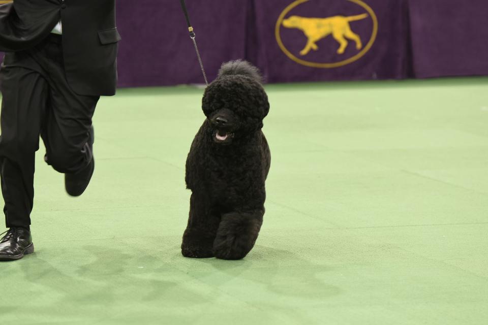 Portuguese Water Dog