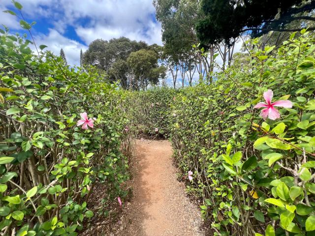 dole plantation maze greenery and path
