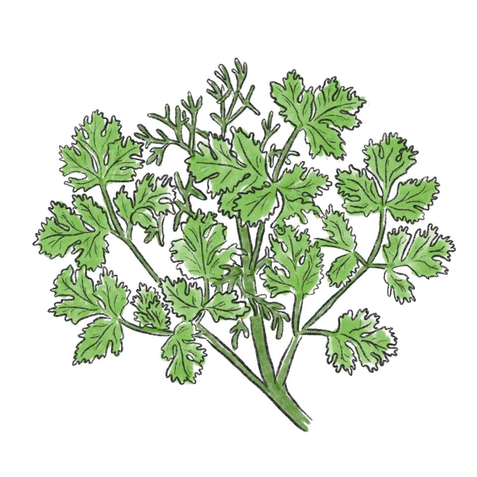 An illustration of a bunch of cilantro