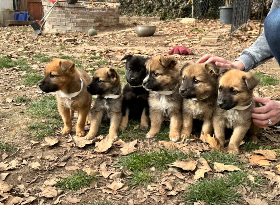 The players (and referee) of the Salt Lake City Lickers pose for a photo on Feb. 1, 2024. The puppies will compete in the GTU Pup Bowl and will be available for adoption from Nuzzles and Co. in Park City. (KTVX/Trevor Myers)