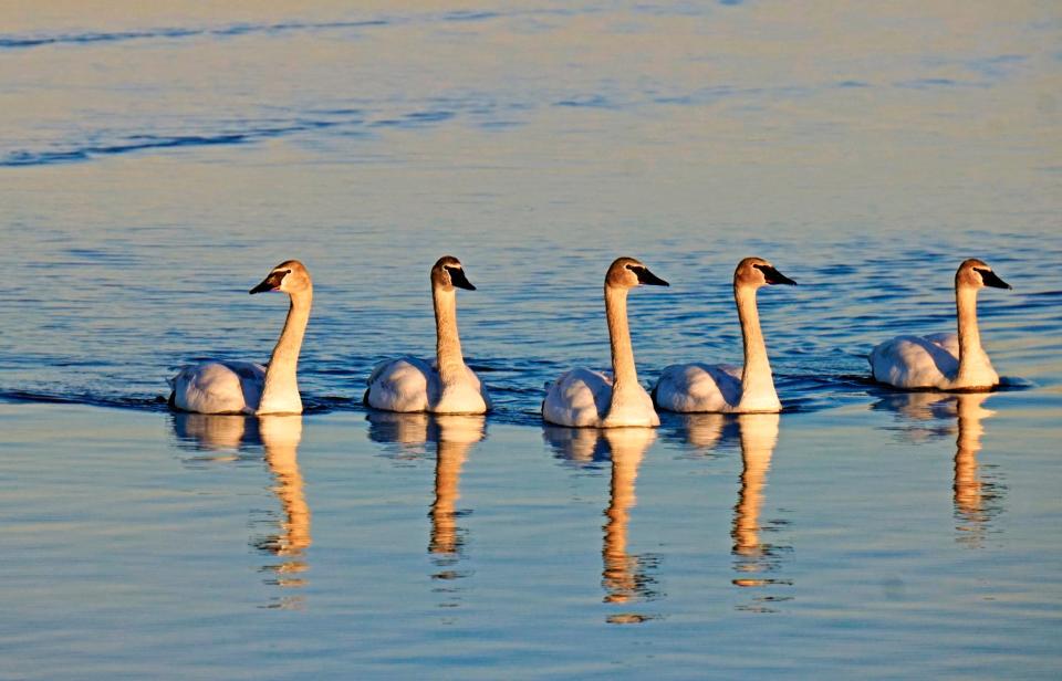 The Trumpeter Swan returns from the brink of extinction