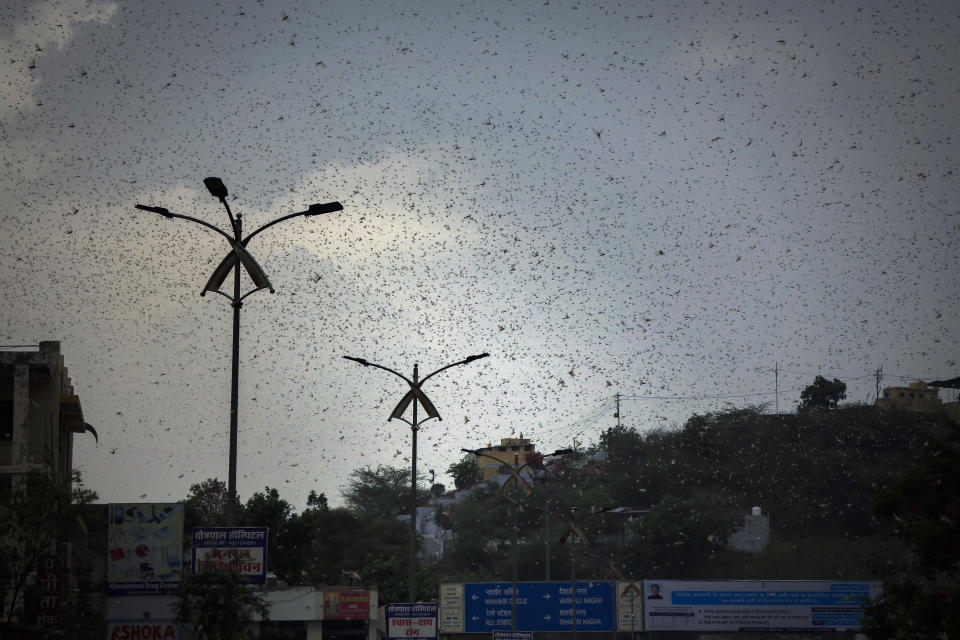 This May 10, 2020 photo shows locusts swarming over city and near by area in Ajmer, Rajasthan, India. An invasion of locust swarms is posing a challenge to India’s farmers who are already struggling with economic instability due to the virus lockdown. Authorities estimate that desert locusts have engulfed more than 40,000 hectares in seven of India’s heartland states, raising concerns among farmers about the upcoming summer crop. (AP Photo/Deepak Sharma)