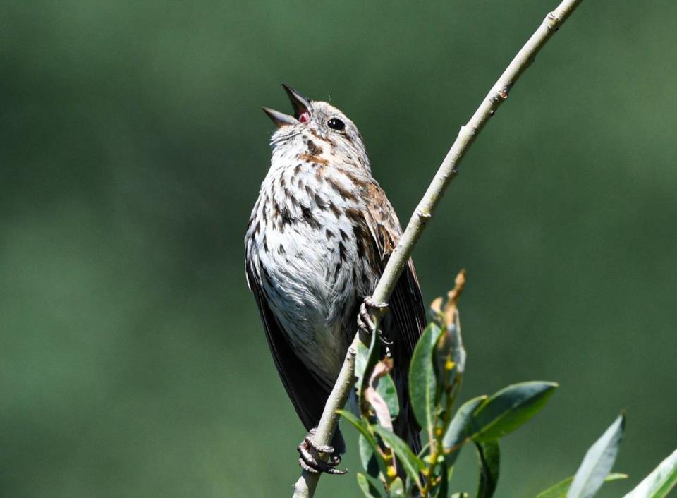 A Song Sparrow, photographed in Wyoming.