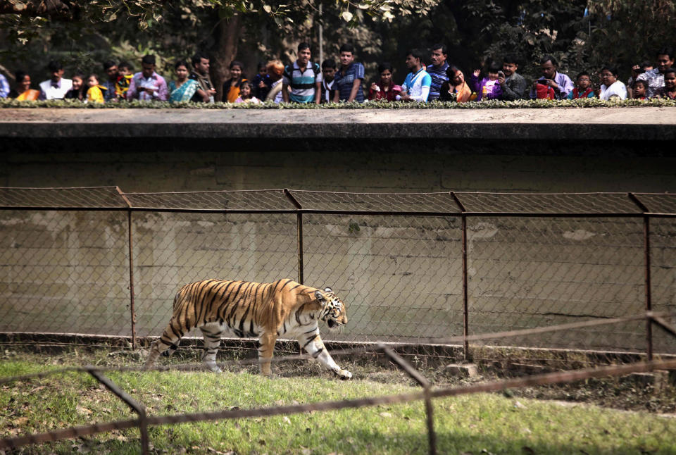 In this Friday, Jan. 10, 2014 photo, spectators watch a Royal Bengal tiger stroll inside its enclosure at Alipore Zoological Garden in Kolkata, India. India is scrambling to protect its beleaguered tiger population after several big cats tested positive for a virus common among dogs but deadly to other carnivores, experts said. In the last year, canine distemper virus has killed at least four tigers and several other animals across northern and eastern India, according to Rajesh Gopal of the government’s National Tiger Conservation Authority. (AP Photo/Bikas Das)