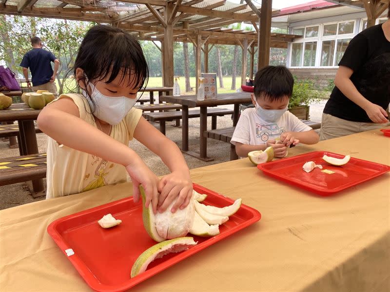 埔心牧場應景舉辦剝柚子大賽，大小朋友賣力扳開柚子皮。（圖／埔心牧場提供）