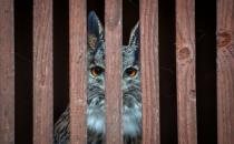 Poachers lure falcons to snares with live bait, then swaddle and hood them before they are smuggled over the border