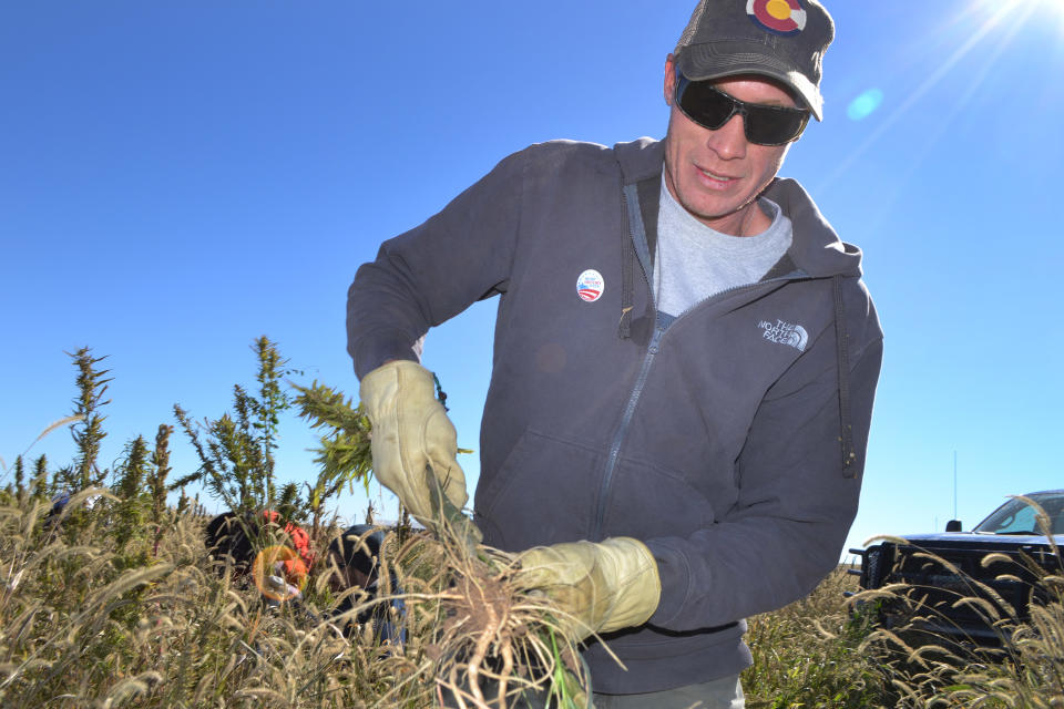 In this Oct. 5, 2013 file photo, Colorado farmer Ryan Loflin harvests hemp during the first known harvest of the plant in more than 60 years, on Loflin's farm in Springfield, Colo. The federal farm bill agreement reached Monday Jan. 27, 2014 reverses decades of prohibition for hemp cultivation. Instead of requiring approval from federal drug authorities to cultivate the plant, the 10 states that have authorized hemp would be allowed to grow it in pilot projects or at colleges and universities for research. (AP Photo/P. Solomon Banda, File)