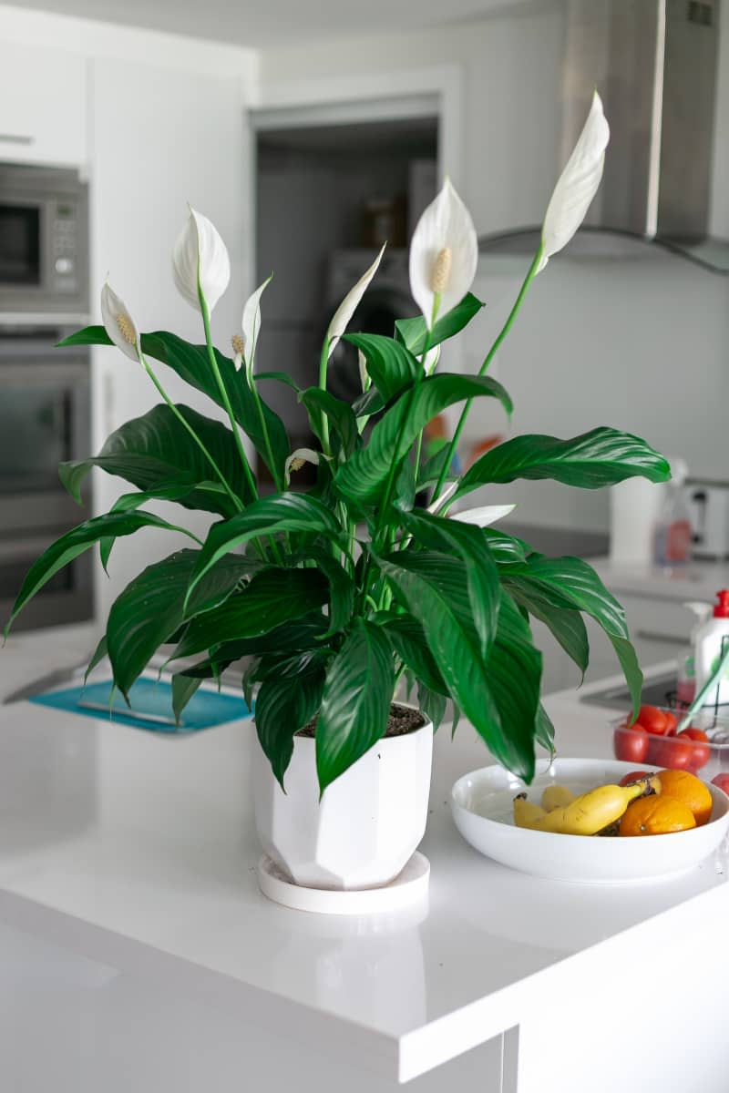 Peace lily