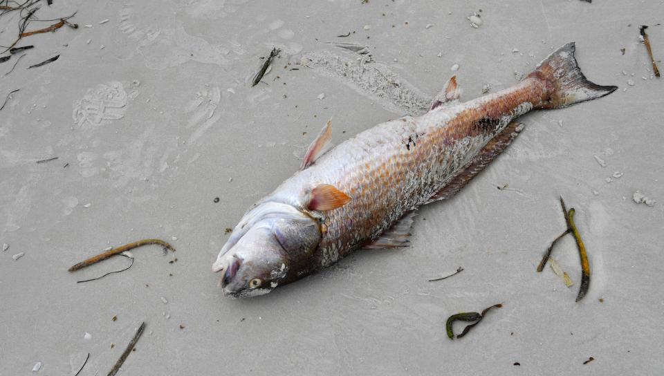 A dead redfish on Lido Beach during a 2021 red tide bloom.