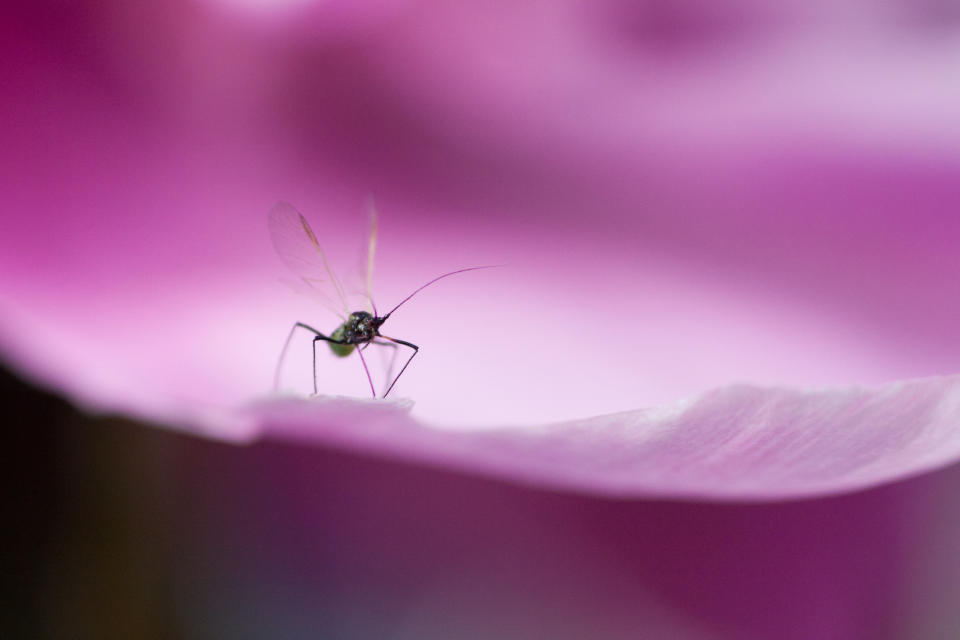 Lange Kleidung, Spray und Fliegengitter helfen, sich vor Mückenstichen zu schützen. (Bild: Getty Images)