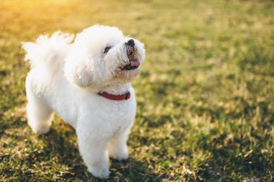 cute little bichon frise dog out in park