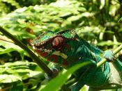 Zürich Zoo, Switzerland. Chameleon in the Masoala-Halle. <br><br>Camera: Panasonic DMC-FS3 <br><br>Lisa Gehrig, Switzerland, age 9 <br><br>Runner-up, Young TPOTY 14 and Under ‘Green’