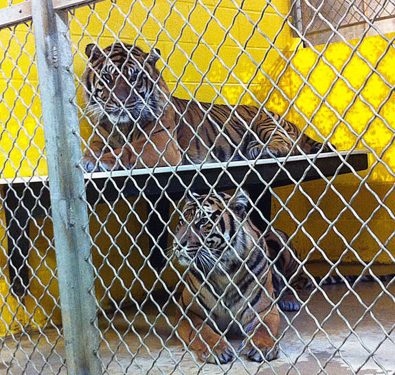 Sumatran tiger couple, Kavi and Damai