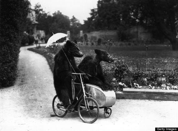 Two sophisticated brown bears riding on a bicycle and side car in 1928. 