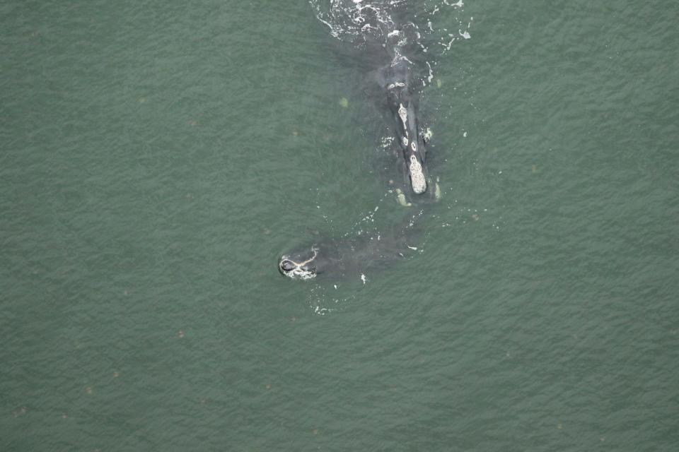 Right whale Catalog NO. 1703 "Wolf" and calf seen off Cumberland Island, Georgia on Jan. 11, 2024. She is 37 years old and last gave birth during the 2015 calving season. Photo by Florida Fish and Wildlife Conservation Commission under NOAA permit 26919.