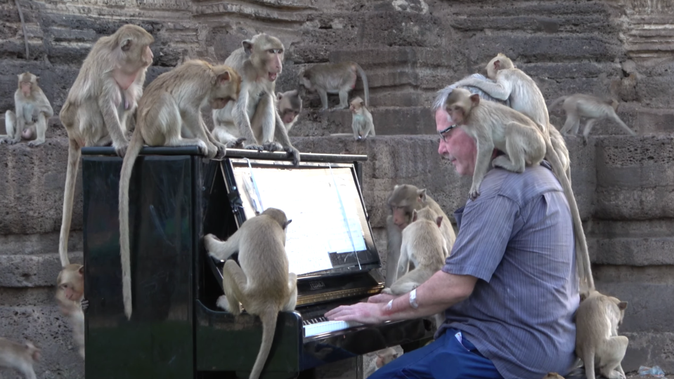Paul Barton為猴子彈奏鋼琴。（圖片來源／擷取自YouTube）
