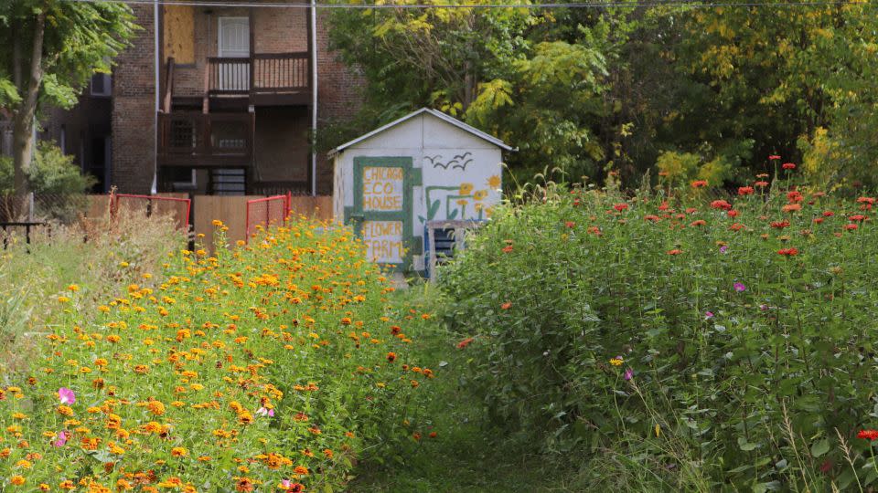 Flowers bloom at one of the flower farms run by the Chicago Eco House. - Southside Blooms