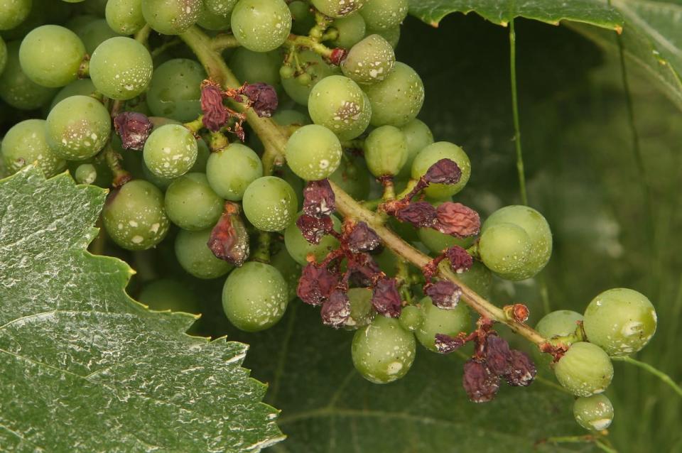 Stunted grapes hang on a stalk at a vineyard in the wine-heavy region of the Tarn July 16, 2007 near Gaillac, France. French wine farmers have been hit by damp weather in recent months that they claim is causing the worst damage caused by mildew in over 35 years. 