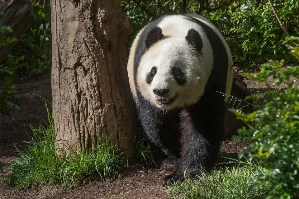 The San Diego Zoo Wildlife Alliance took the first step to bring pandas back to the West Coast and signed a cooperative agreement with China Wildlife Conservation Association and filed a permit application with the U.S. Fish and Wildlife Service.