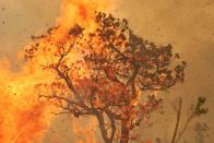 Pictures of the Year: Fires in the Amazon: a barrier to climate change up in smoke