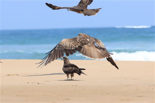 展翅遨遊的黑鳶、小巧堅毅的沙蟹、玲瓏活潑的白頭鶲，讓人明白自然萬物皆有其美妙與別緻之處，身為生態攝影者更是懂得應當疼愛這片土地的生命以及竭盡的維護自然環境。簡單的一杯水、一杓小米都是牠們前進未來幸福的動力。（圖／曾增謙提供）