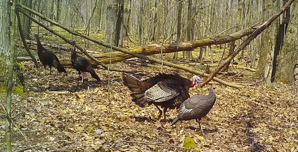 A jake, a young tom turkey, approaches a turkey decoy while two of his buddies look on.