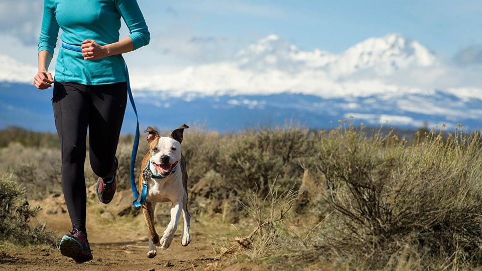 15 products for exercising with your dog