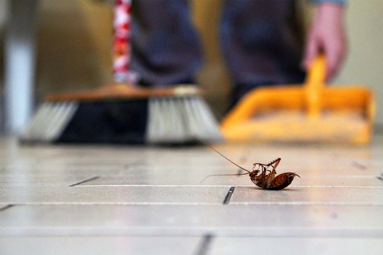 Closeup of dead bug on the floor with broom in background