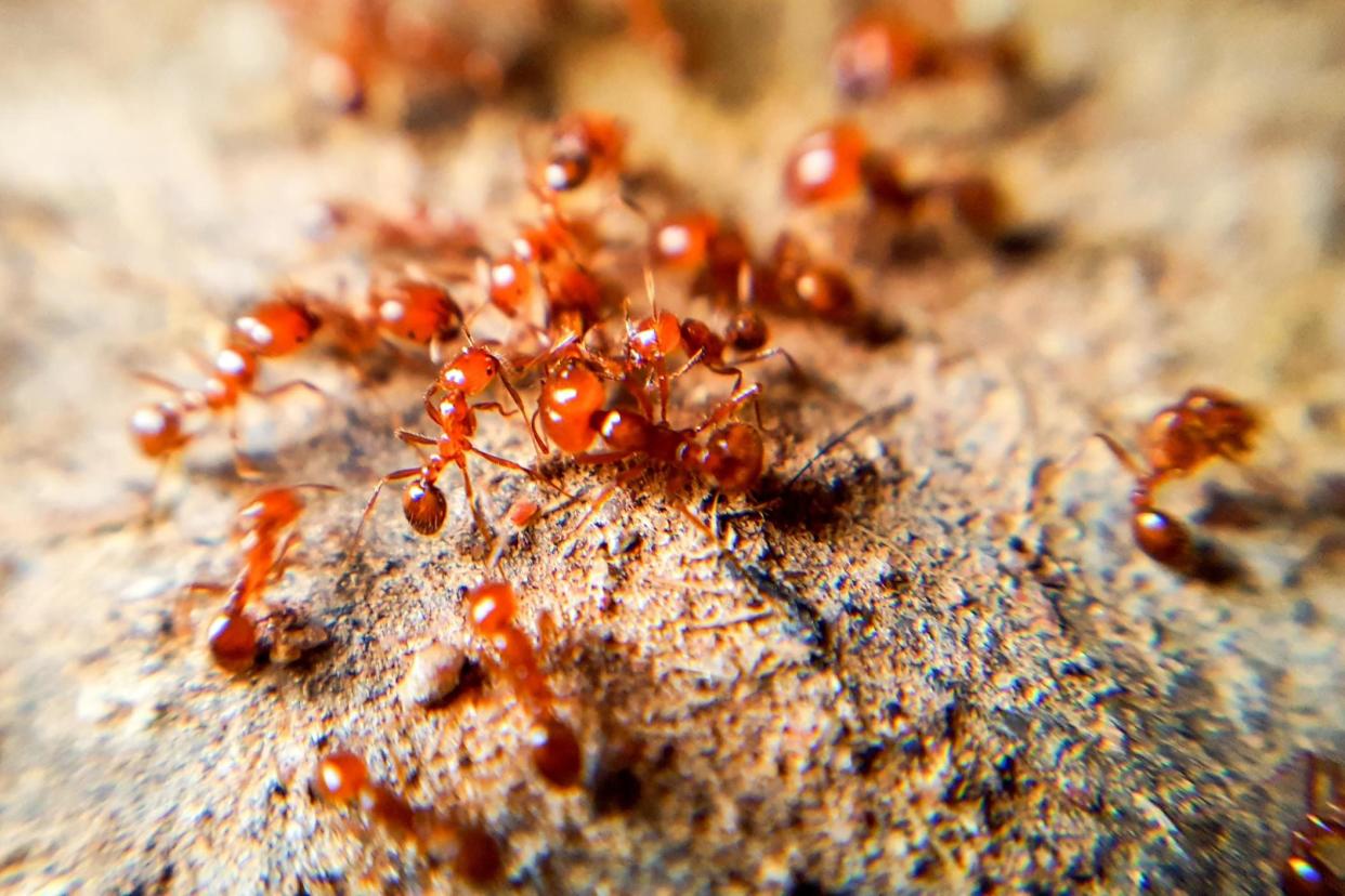 Summer invasion: Fears over Asian super ants were sparked by the discovery of a huge colony in Sussex: Shutterstock / AOKSANG STUDIO