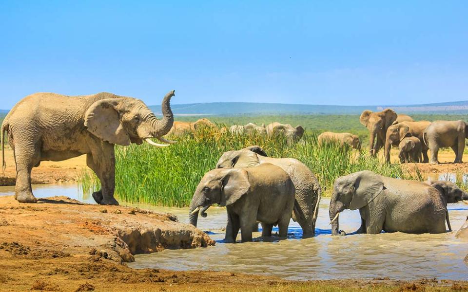 Since it was formed in 1931, Addo Elephant National Park has seen numbers swell from just 11 of the creatures to over 600 - BENNY MARTY