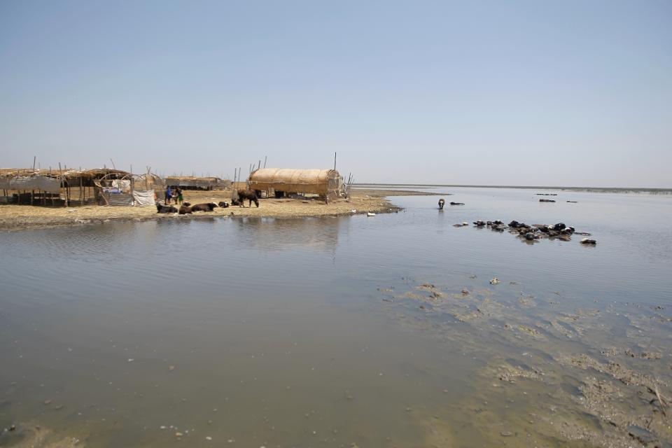 Water buffalos convene in the marshes next too grazing areas still looked after by local marsh Arab communities in Chibayish, Iraq, Saturday, May, 1, 2021. Deep within Iraq's celebrated marsh lands, conservationists are sounding alarm bells and issuing a stark warning: Without quick action, the UNESCO protected site could all but wither away. (AP Photo/Anmar Khalil)