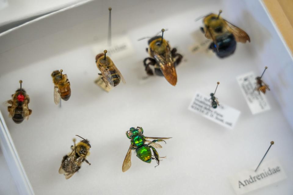 Some of URI's specimens fit the fuzzy, striped prototype that most people associate with bees, while others look more like flies.