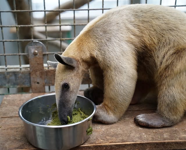 食蟻獸「小紅」狂吃酷似「抹茶蛋糕」的食糧（台北市立動物園提供）