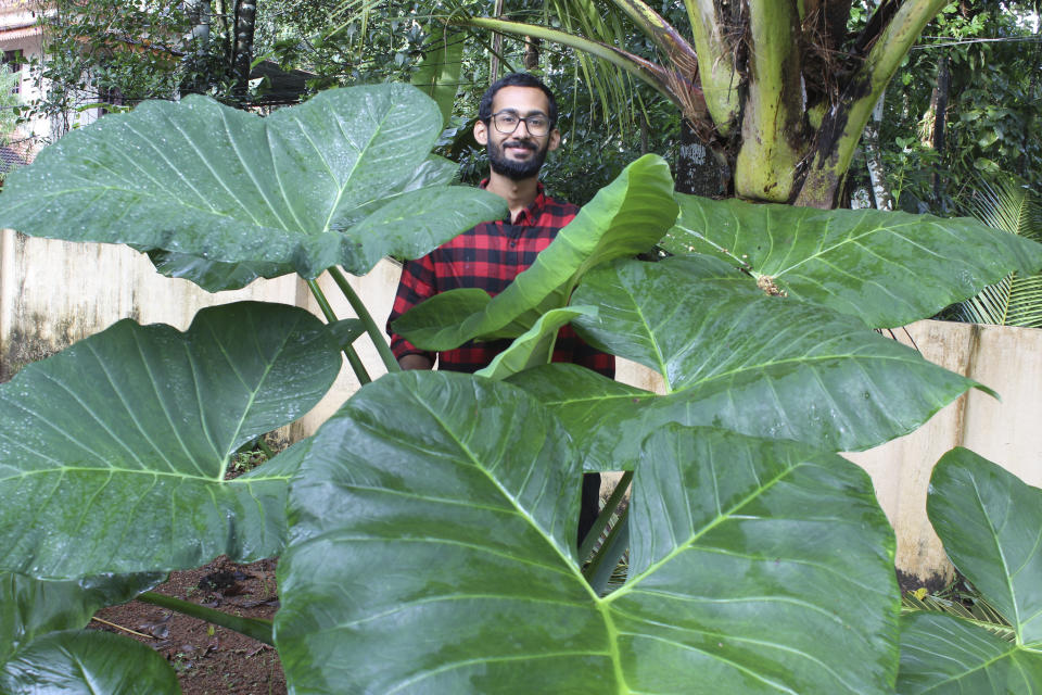 In this photo provided by Sijo Zachariah, Zachariah stands behind an elephant ear plant on Sept. 20, 2020, on a farm that he and his father started during coronavirus lockdown in the southwestern Indian state of Kerala. Guided by a combination of online videos and techniques Zachariah's grandfather passed down to his father, they began a garden that eventually helped feed 20 neighboring households during the pandemic. (Sijo Zachariah via AP)