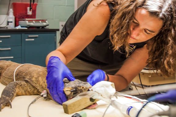 Anika the dragon goes under the knife at the Denver Zoo. The Komodo dragon had dystocia, or egg-binding, a condition in which she couldn't deposit her eggs. Surgeons had to scrape yolk from broken eggs ou