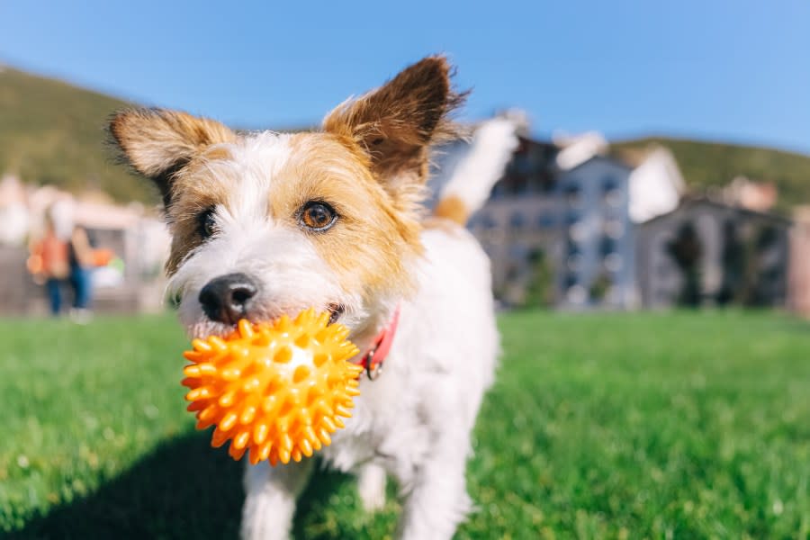 Happy International Dog Day! Here’s how to celebrate