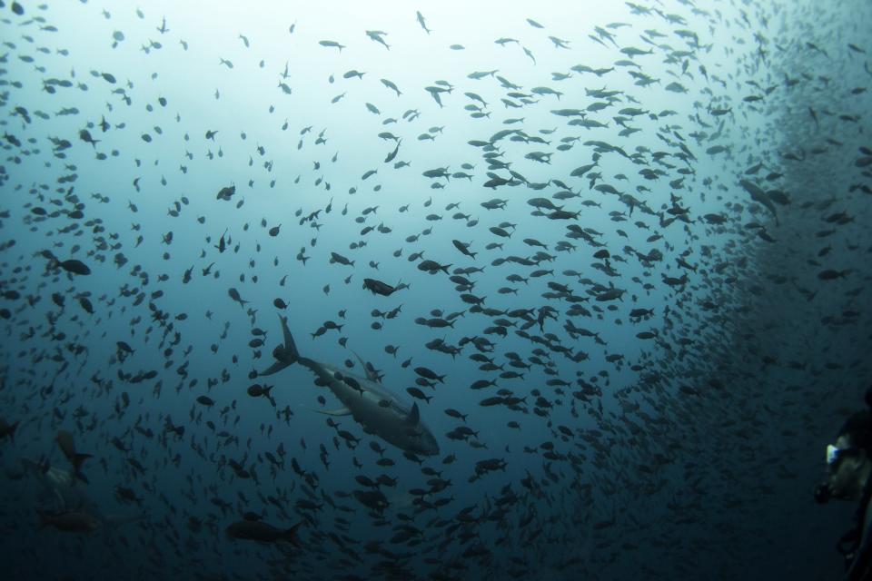 The Galapagos Islands