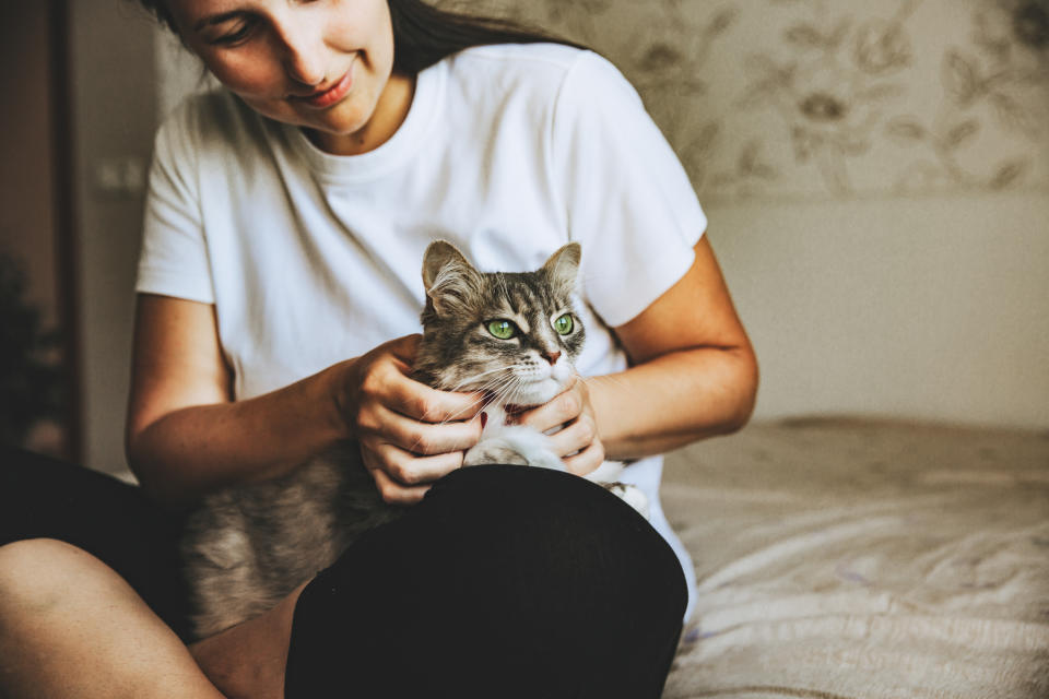 A gray striped cat with green eyes is sitting in the girl's arms. Women's hands are stroking a pet. They are sitting on the bed in the bedroom. International Cat Day