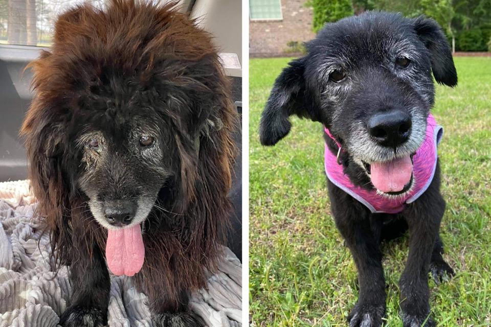 Before and after shots of Easton for the Wahl Dirty Dogs Contest