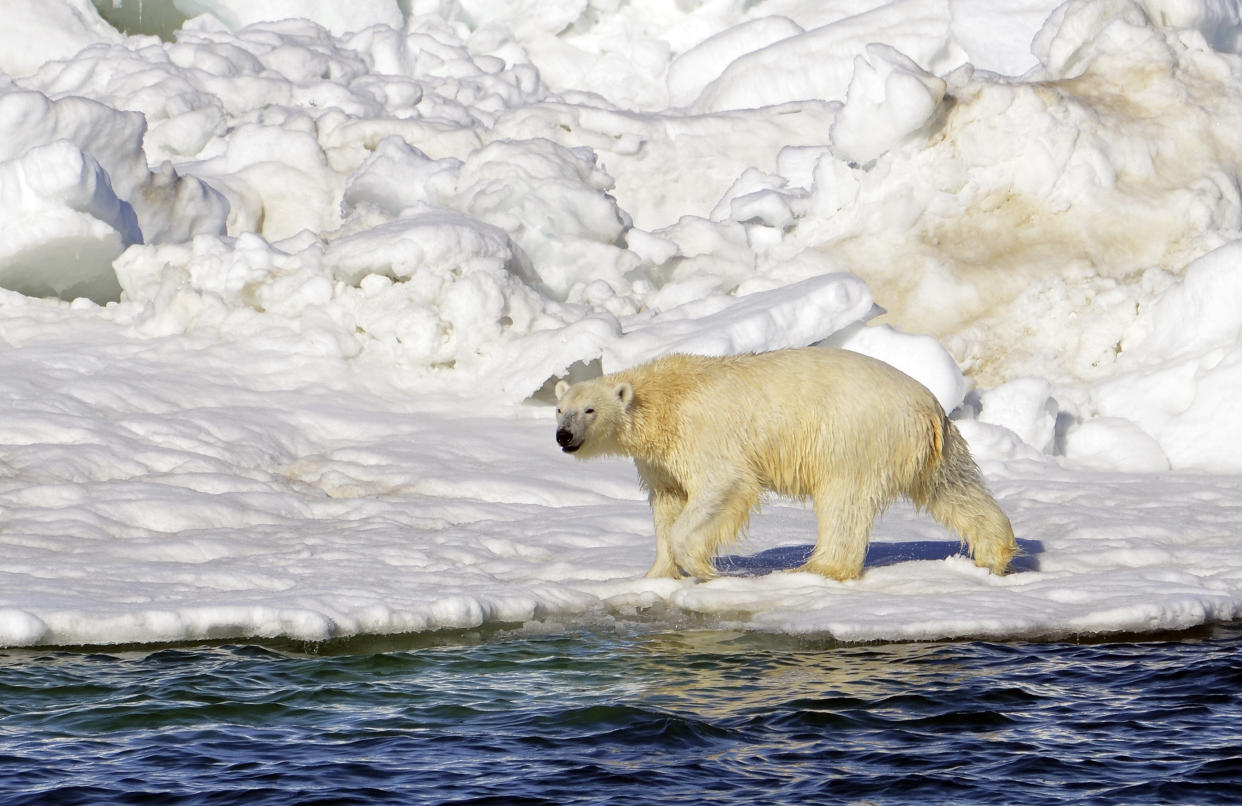 A polar bear dries off after taking a swim in the Chukchi Sea in Alaska. (Brian Battaile/U.S. Geological Survey via AP, File)