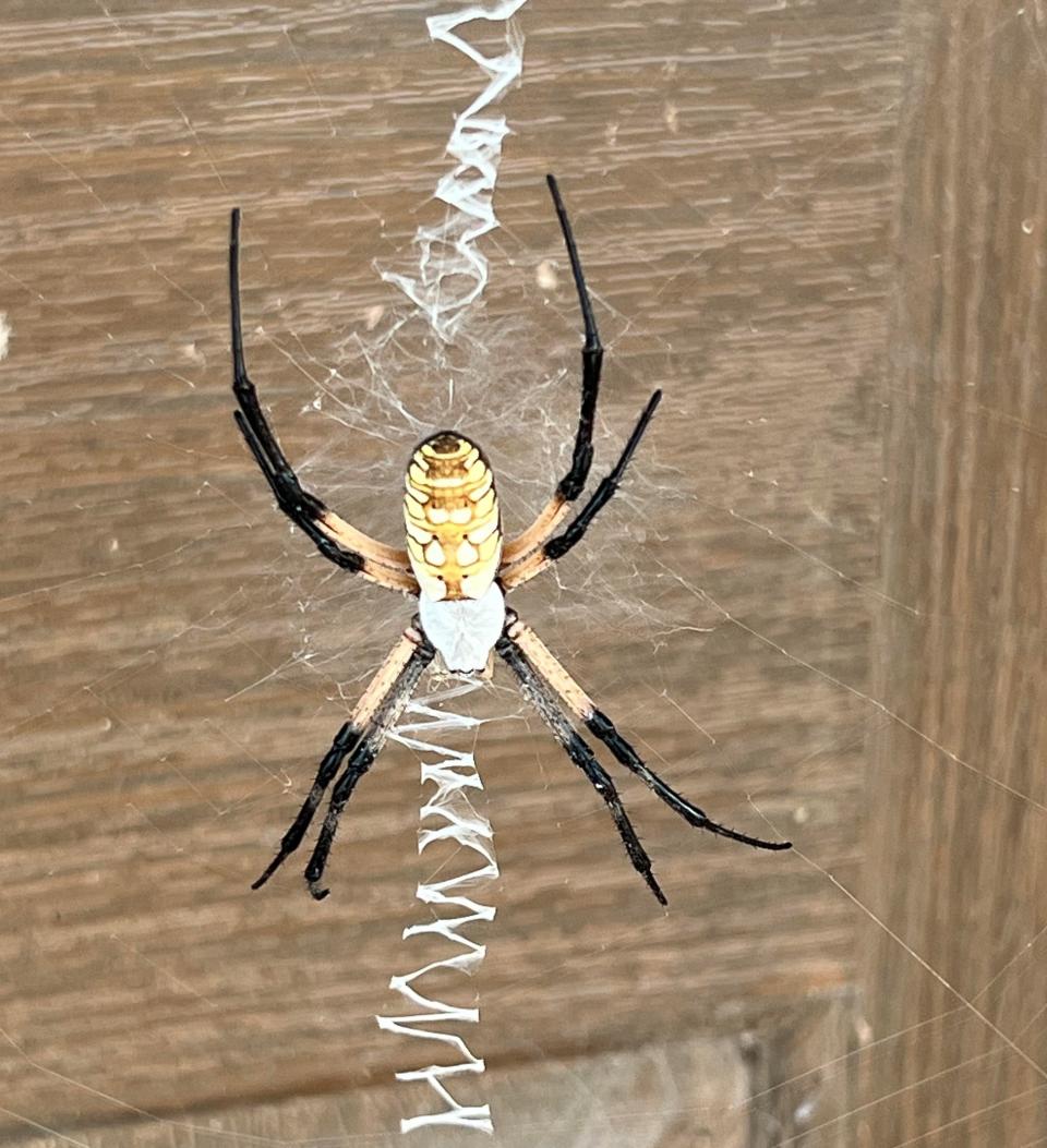 Common garden spider