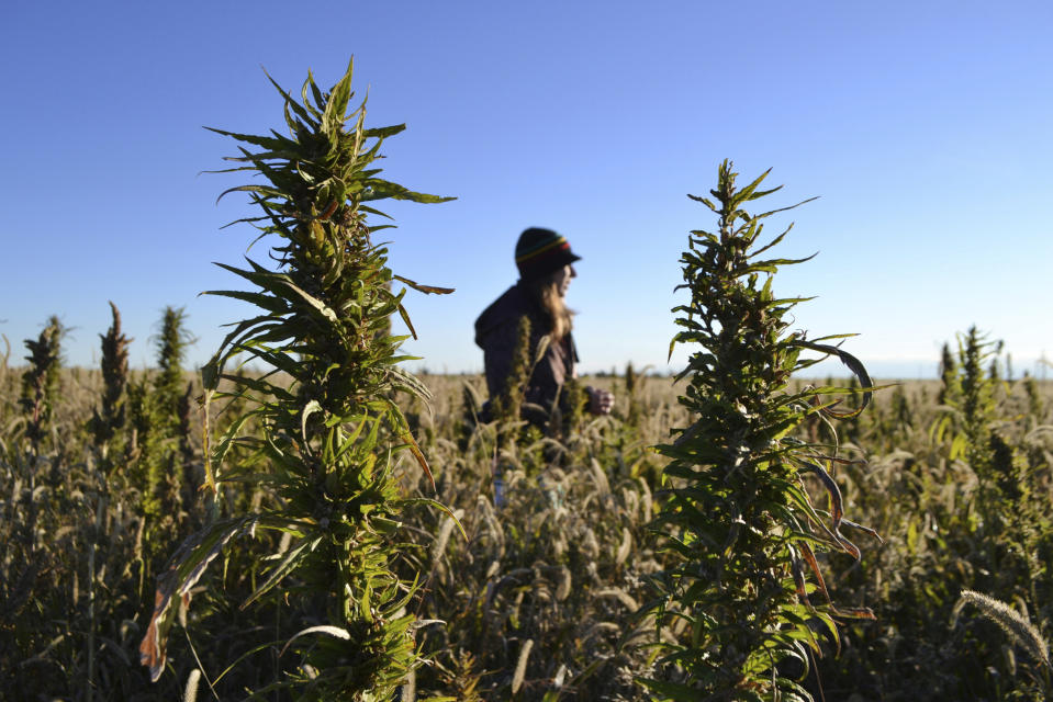 FILE - In this Oct. 5, 2013, file photo, a woman stands in a hemp field at a farm in Springfield, Colo. In Arizona, farmers will soon begin planting commercial hemp under a 2018 state law that just took effect once the state issues required licenses. (AP Photo/P. Solomon Banda)