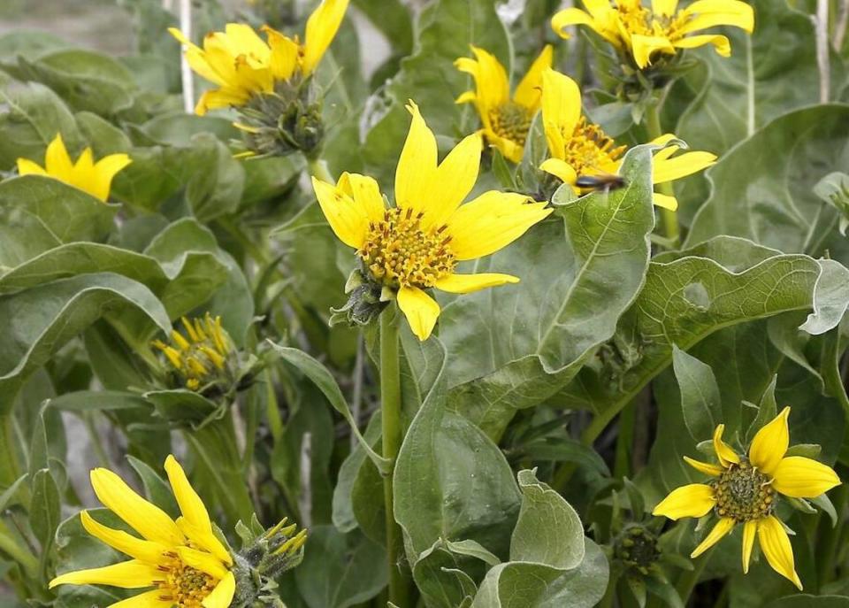 A bee buzzes past blossoming balsamroot wildflowers on a hillside in south Richland.